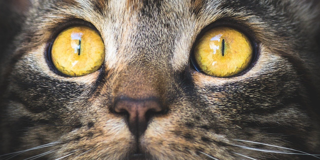 Kediler dünyayı nasıl görüyor? Minik dostlarımızın gözünden dünya böyleymiş