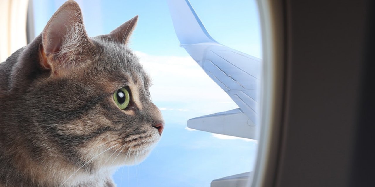 Atina seferine kedi engeli: Uçak pistin başından döndü