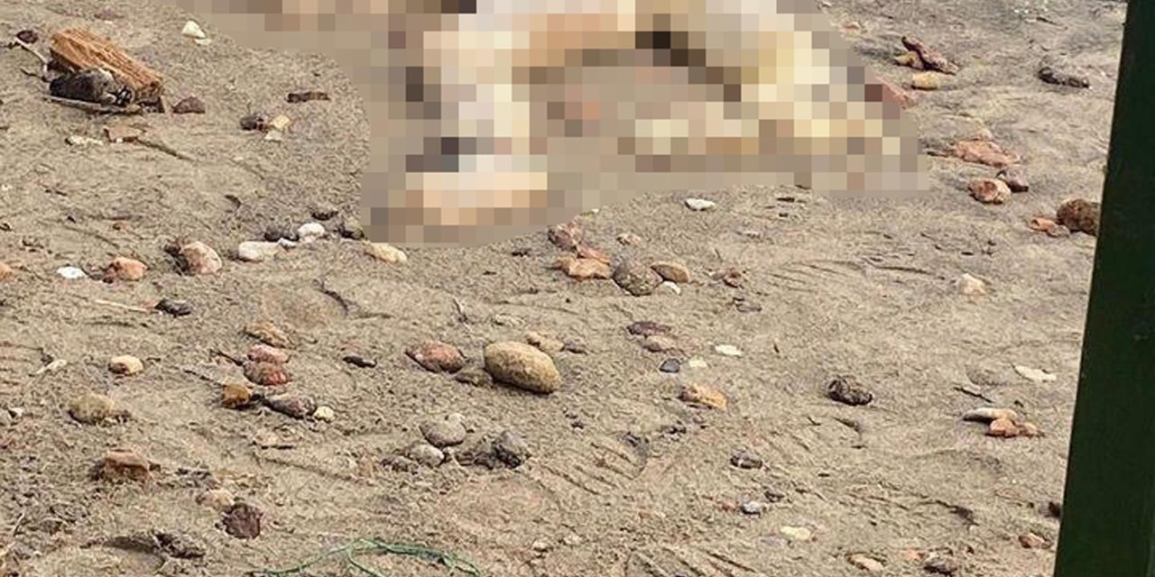 Bodrum'da sahilde başı kesilmiş erkek cesedi