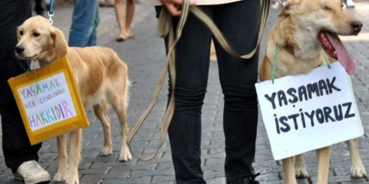 İzmir’in Çiğli ilçesinde 13 köpek zehirlendi