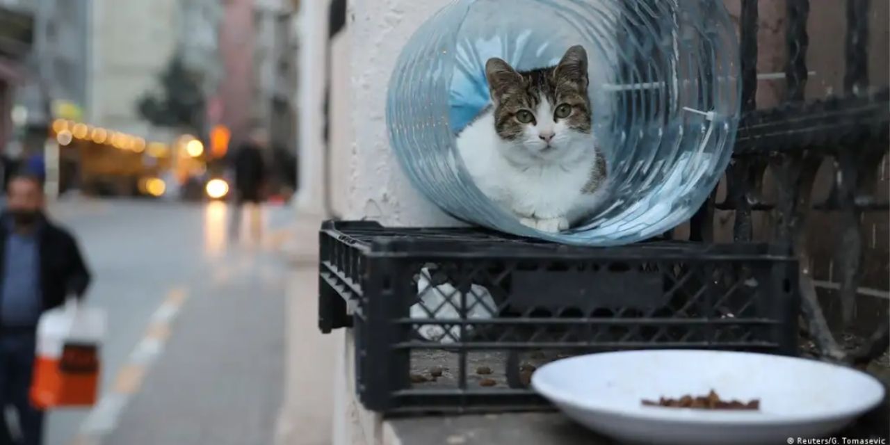 Avrupa sokak hayvanları sorununu nasıl çözüyor?