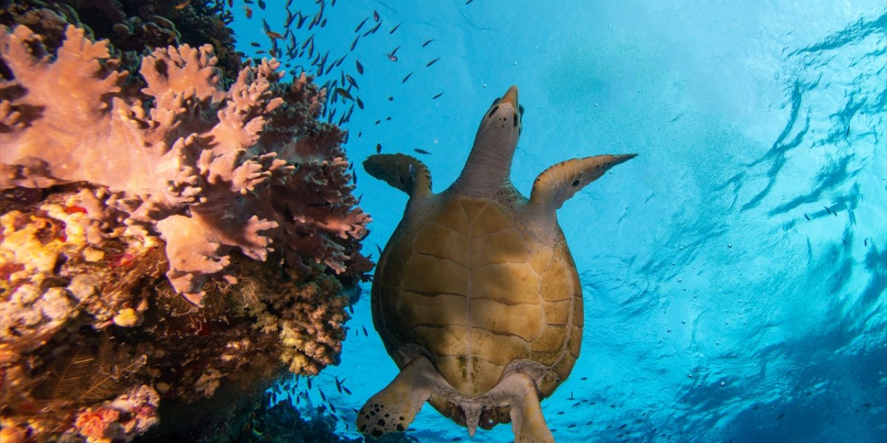 Kızıldeniz'deki deniz kaplumbağaları adeta görsel şölen sunuyor...