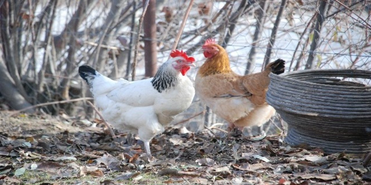 Tavuklar hakkında 10 sıra dışı bilgi; Tavuklar hakkında bilinmeyen gerçekler