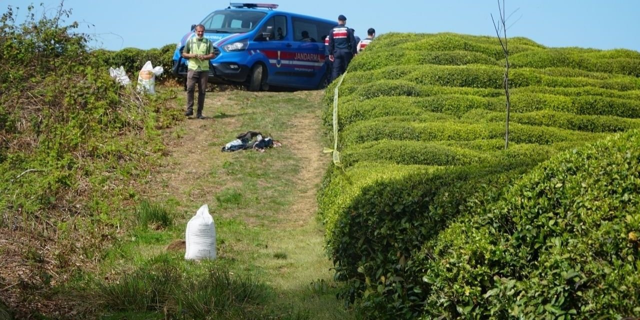Rize'de, çay bahçesinde başı kopmuş erkek cesedi bulundu