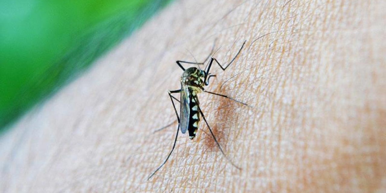 Sivrisinek ve kenelerden korunmanın yolu. Meğer aslında çözüm bu kadar kolaymış