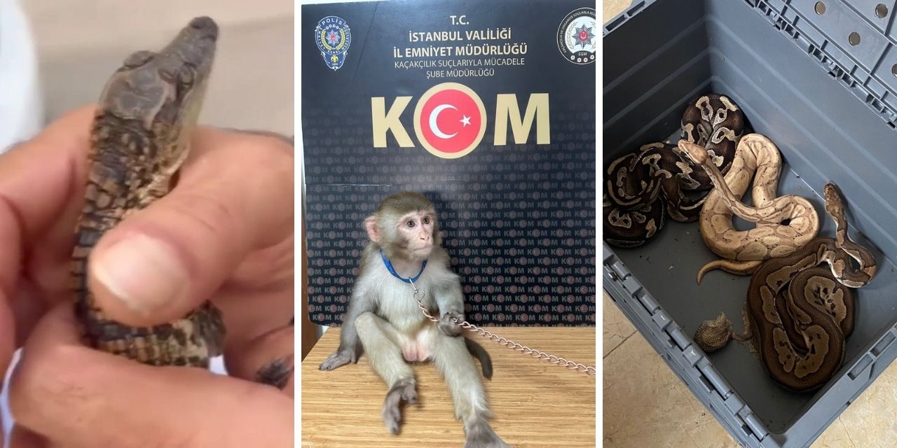 Komodo ejderi, maymun, timsah... İstanbul'da hayvan kaçakçılığı operasyonu: 36 gözaltı