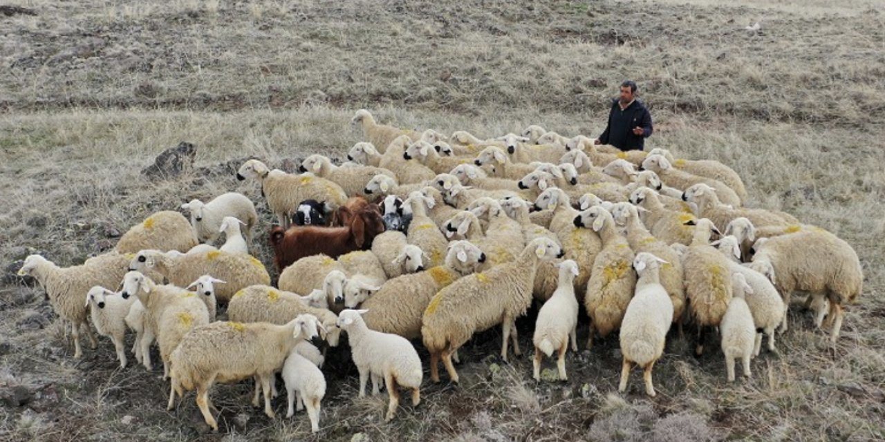 100 bin lira maaşla çoban tartışması