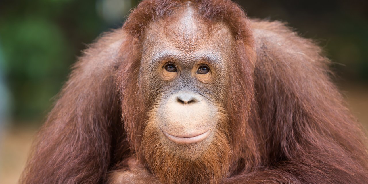 Pandadan sonra 'orangutan diplomasisi'