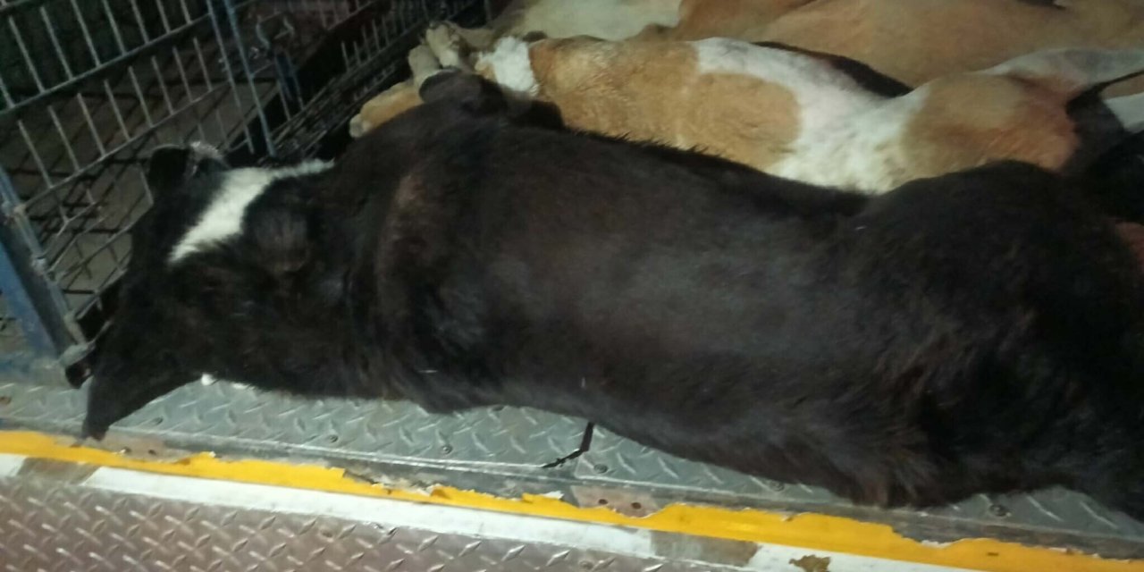 Urla'da 6 köpek zehirlenerek öldürüldü, sayı artabilir