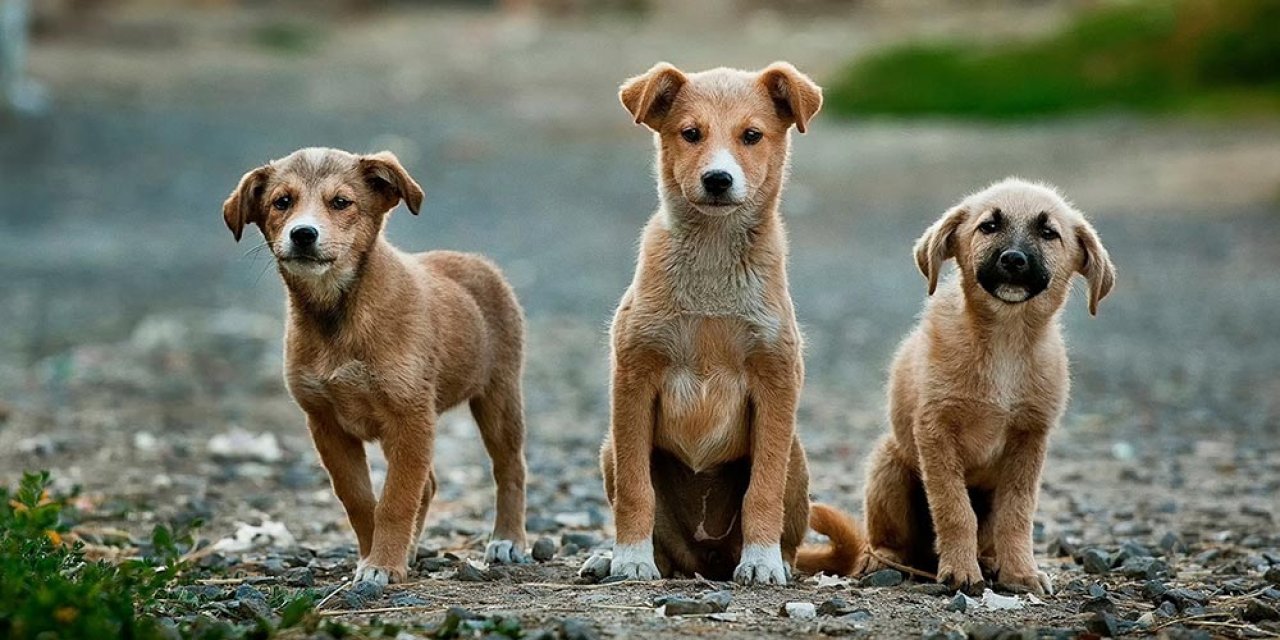 AKP yasa teklifini Meclis'e getiriyor: Belediye ilana koyacak, sahipsiz kalan sokak köpekleri uyutulacak!