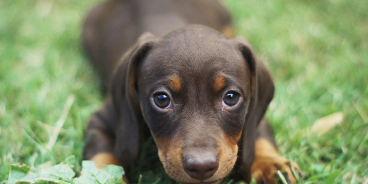 Mahzun yavru köpek bakışlarının sırrı çözüldü: Mesele sadece insanlara çekici gelmek değil...