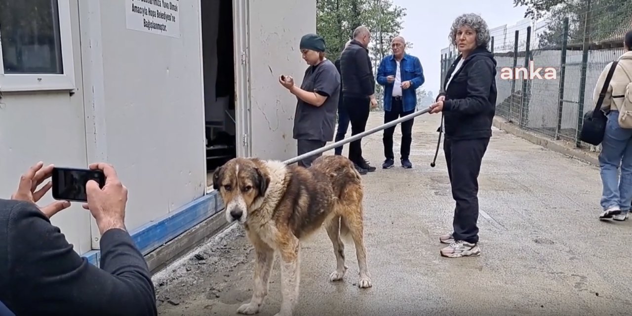 Hopa Belediyesi, sokak hayvanlarını kısırlaştırmaya başladı: Öldürmenin değil yaşatmanın örneği...