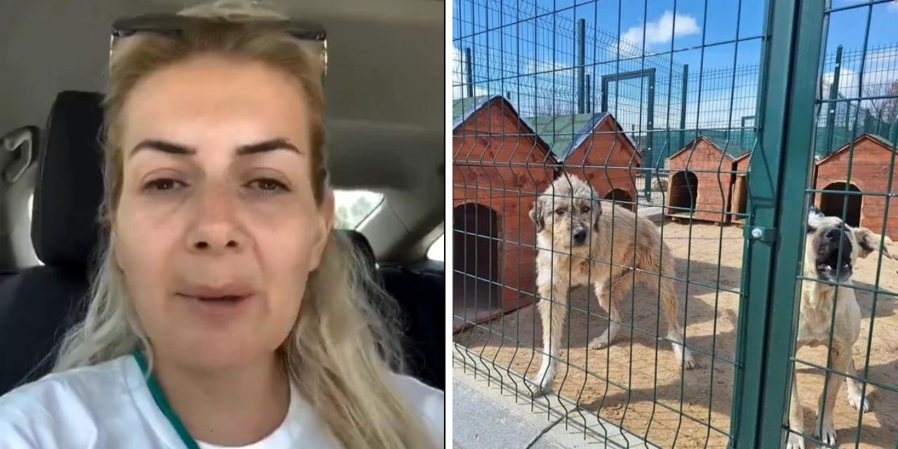 Hasta köpekleri Ankara'ya taşıyan kişi tutuklandı