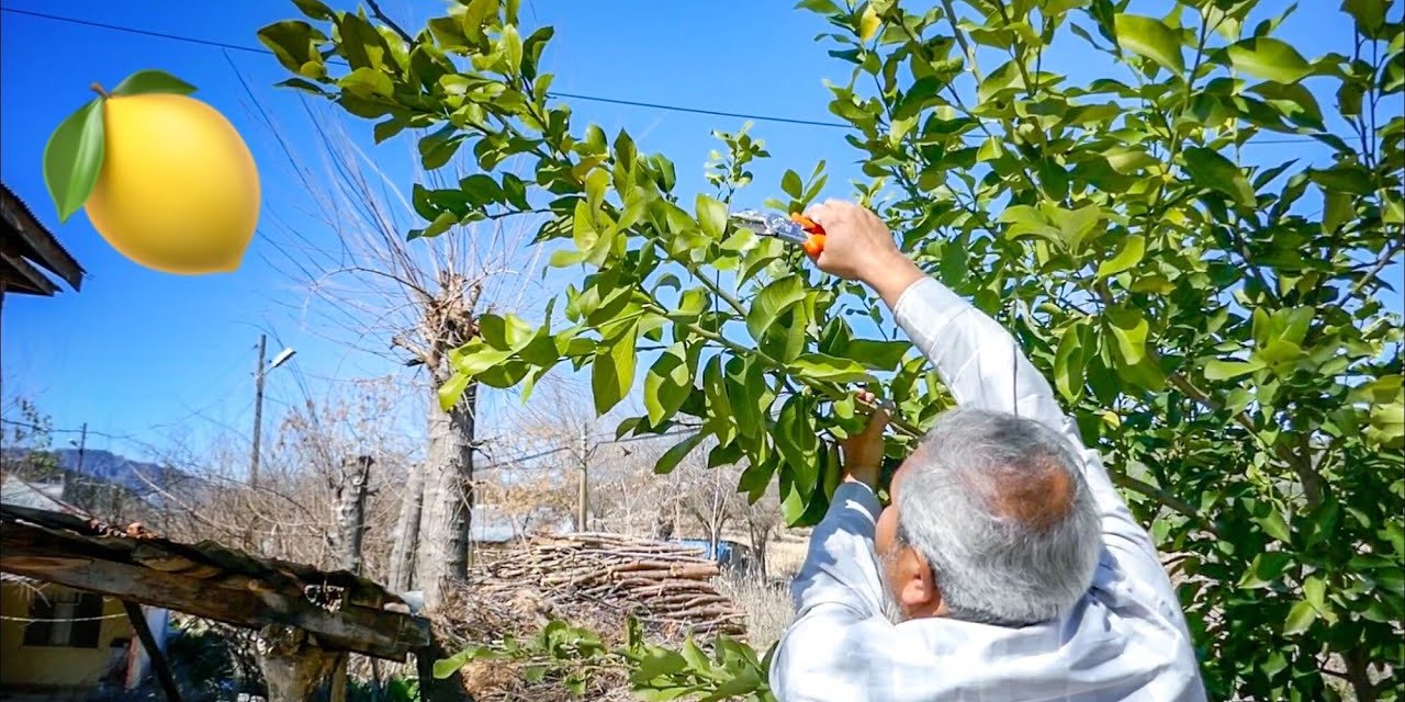 Limon ağaçlarıyla ilgili bilinmeyenler. Bakın limon ağaçlarıyla ilgili 10 bilgi ne