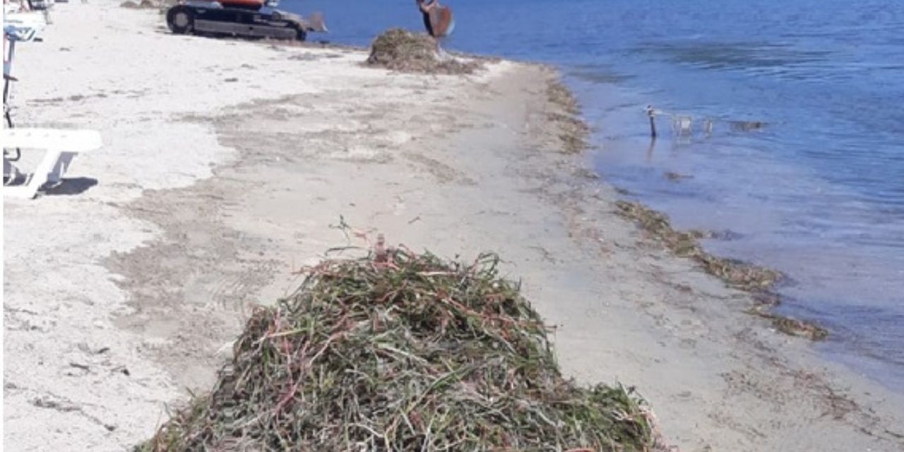 Erdek'te deniz çayırlarının sökülmesiyle ilgili inceleme başlatıldı