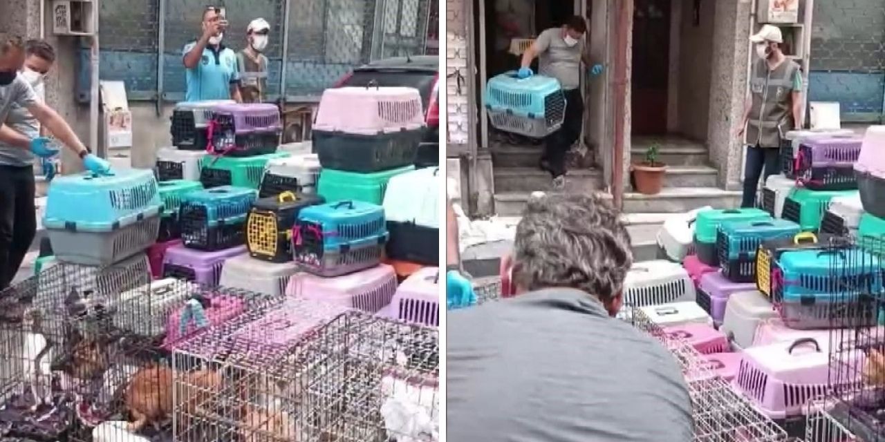 Şişli'de bir dükkanda alıkonan 85 kedi bulundu