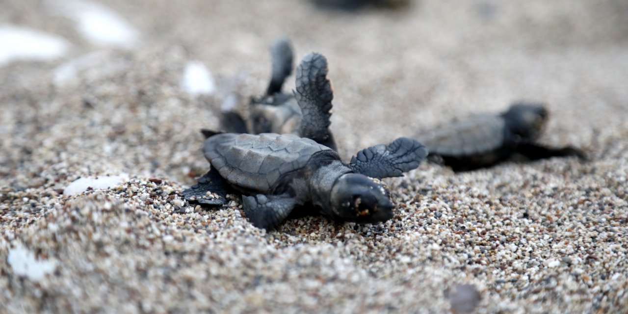 Deniz kaplumbağalarının sahilinde 30 yılın rekoruna son 6 yuva