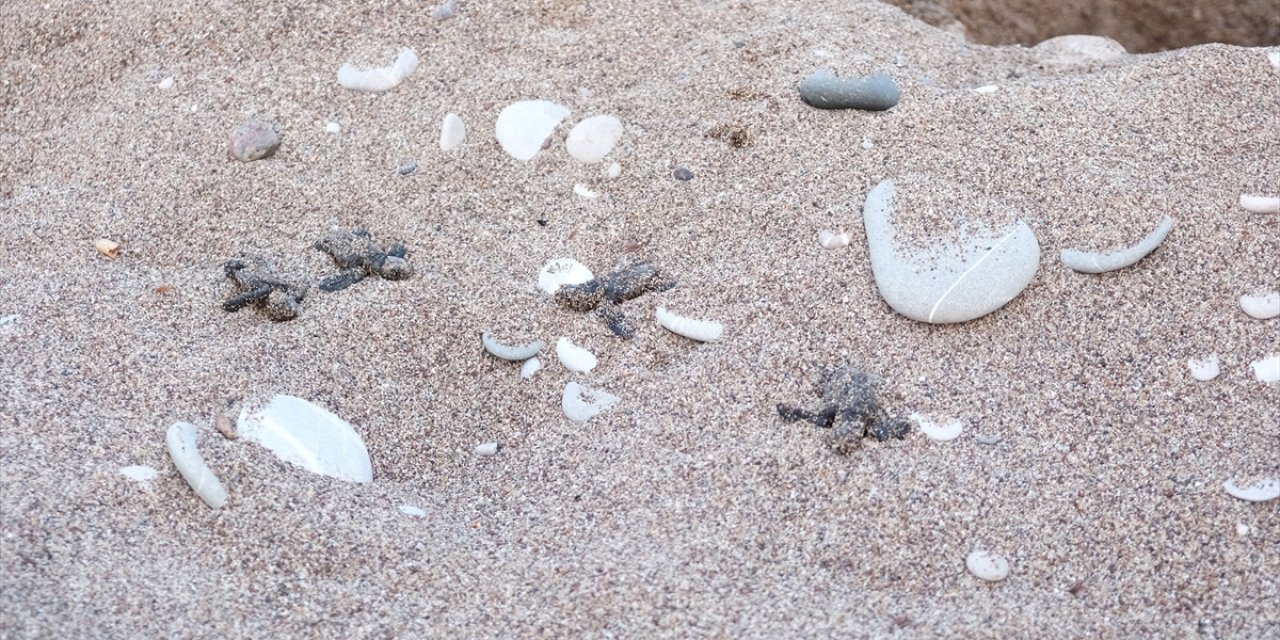 Caretta caretta yavruları denizle buluşuyor