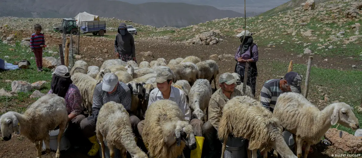 "Hükümet, Afganistan'la çoban istihdamı için görüşüyor"