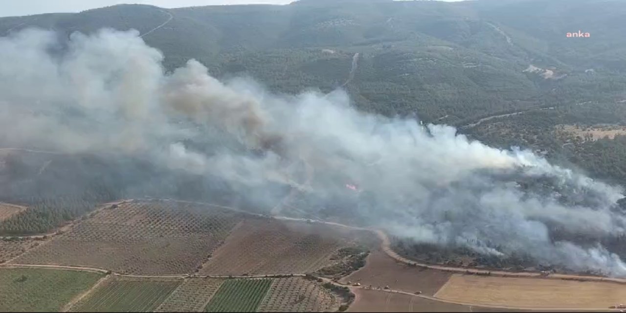 Manisa’da orman yangını