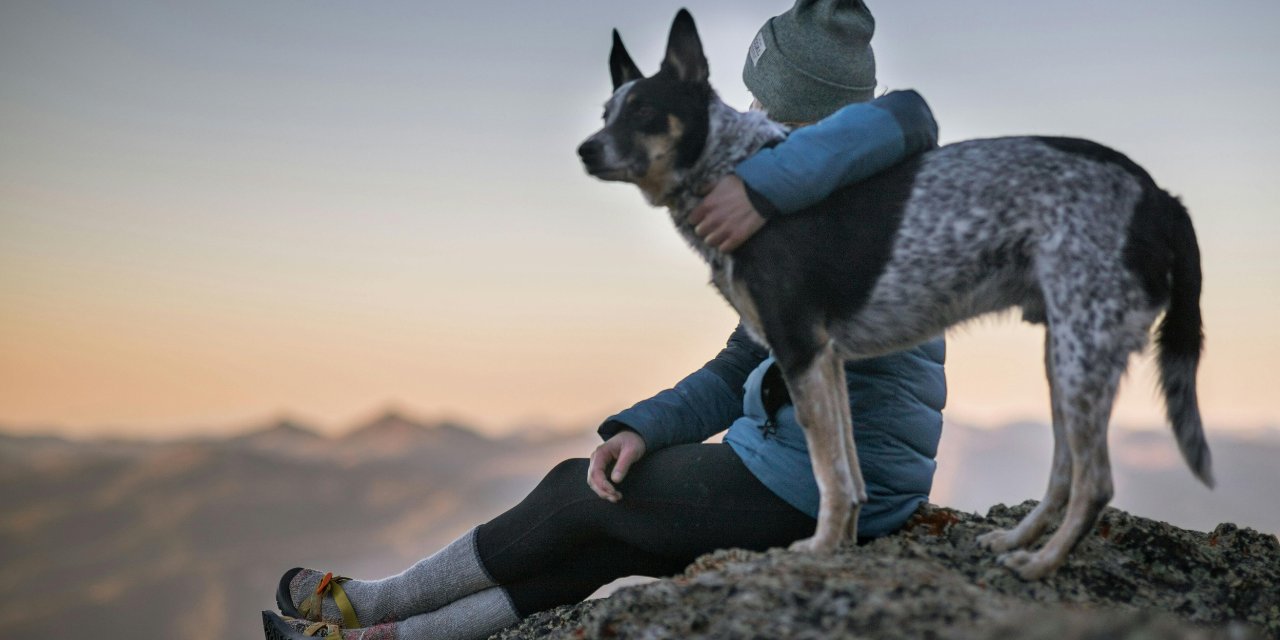 Yöneylem araştırma sordu: Sokak köpekleri uyutulmalı mı?