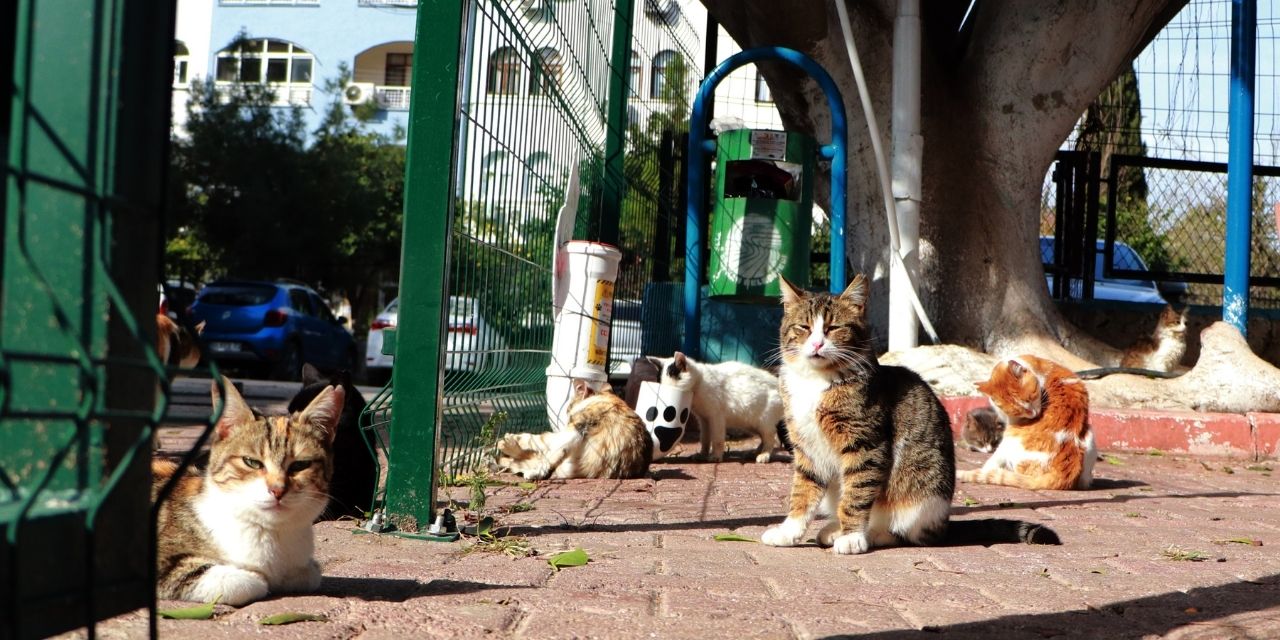 Uyarı: Sokaklarda kedi sayısı aniden azalırsa fare sayısı artar