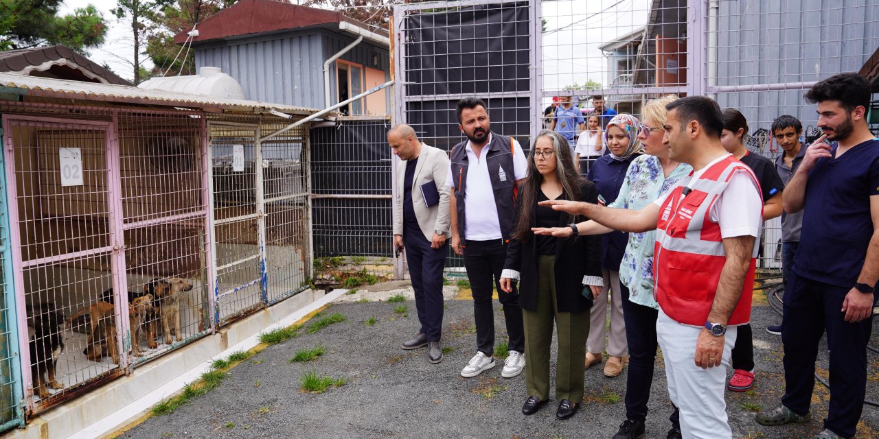 Beyoğlu Belediyesi'nden sokak hayvanları için anlamlı işbirliği