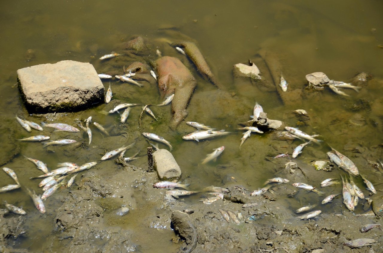 Karasu Nehri'nde balık ölümleri