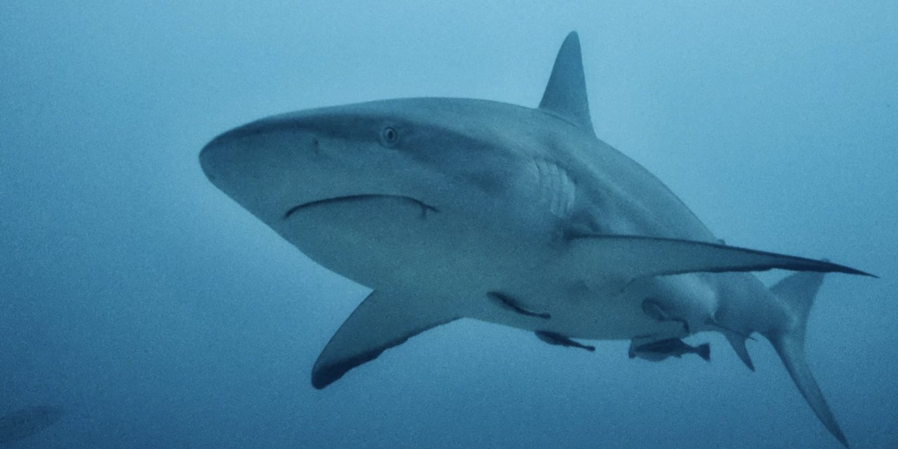 Brezilya'da köpekbalıklarının kokain testleri pozitif çıktı