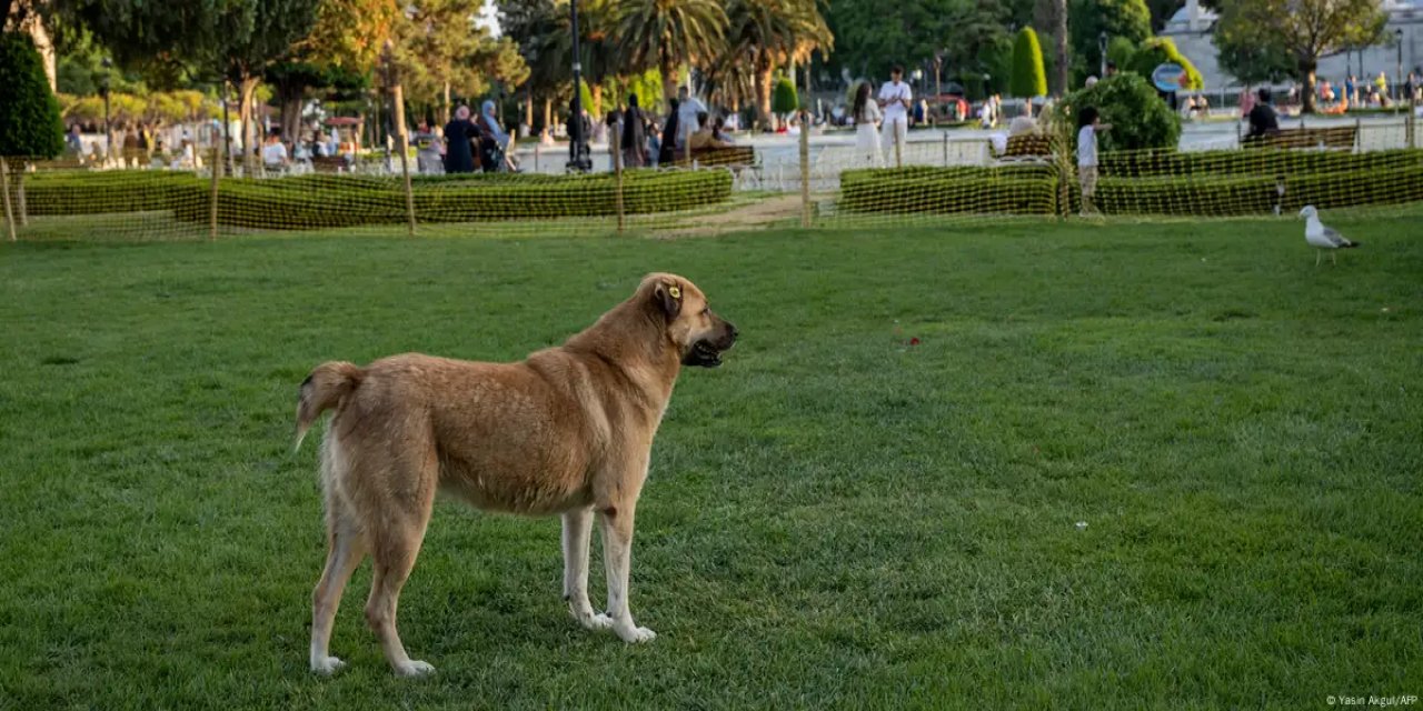 Milyonlarca köpek sınırlı sayıdaki barınağa nasıl sığacak?