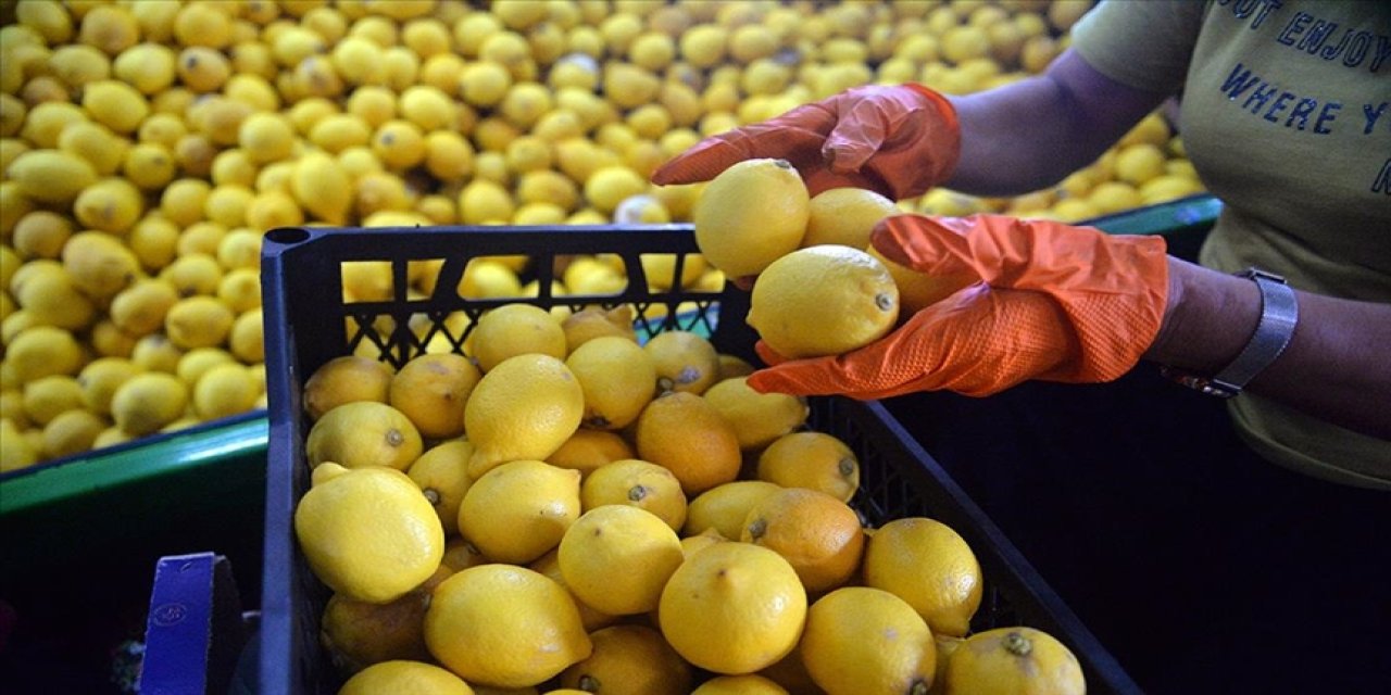 İstanbul'da zam şampiyonu limon oldu