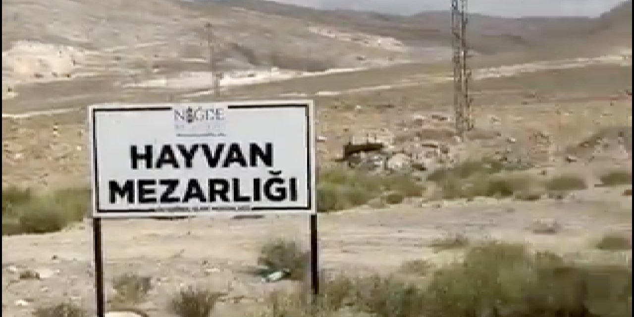 İddia: Niğde Belediyesi’nin barınağında köpekler 'uyutuluyor'