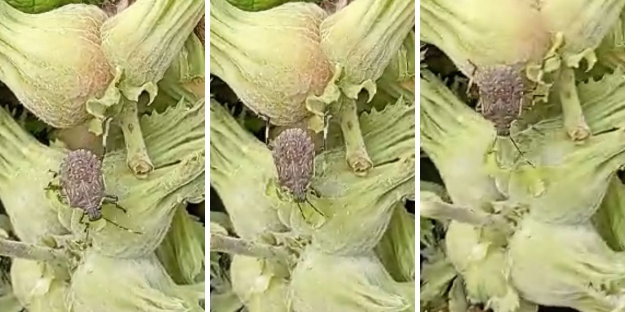 Sezon başlarken fındık bahçelerinden kabus görüntüler