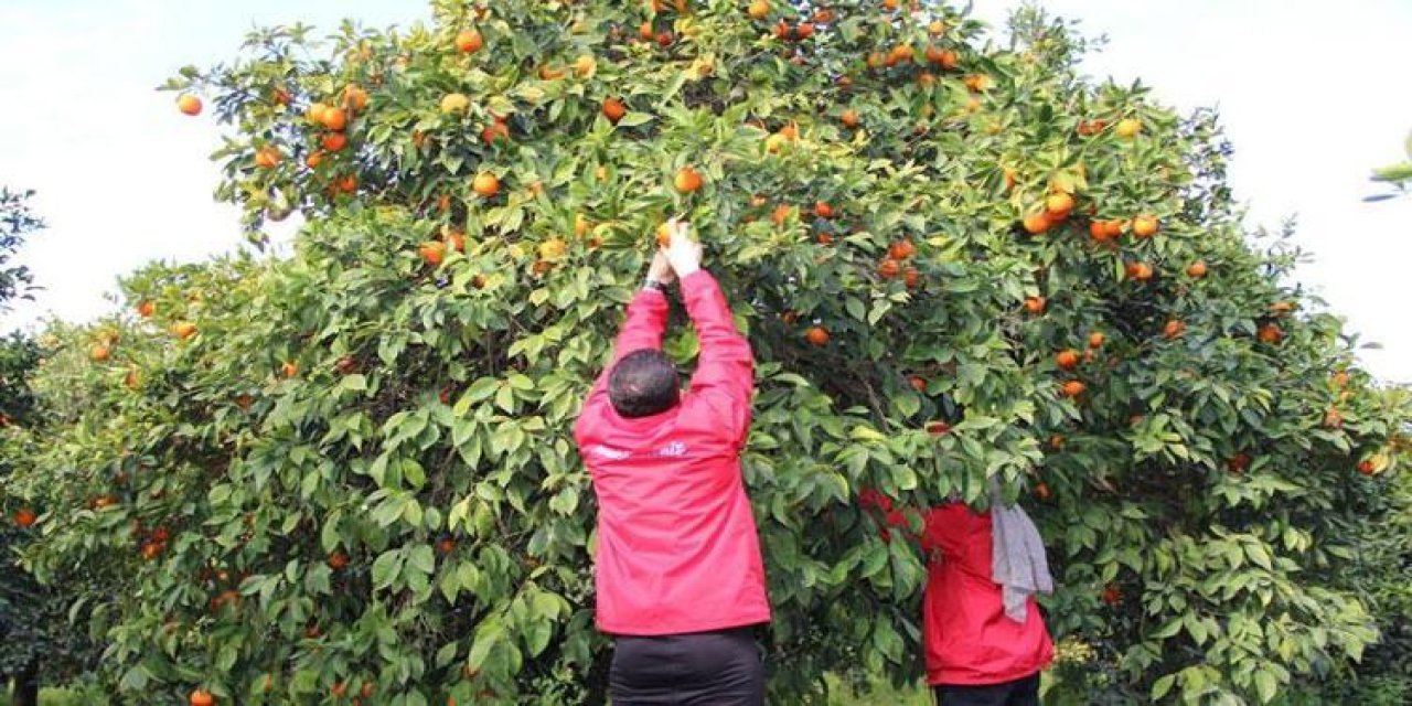 Çiftçilerin yeni gözdesi oldu. Üretenler artık paraya para demiyor