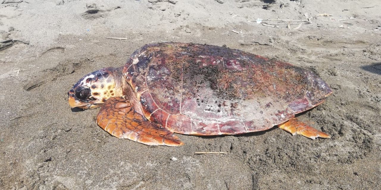 Hatay'da başına darbe almış caretta caretta bulundu