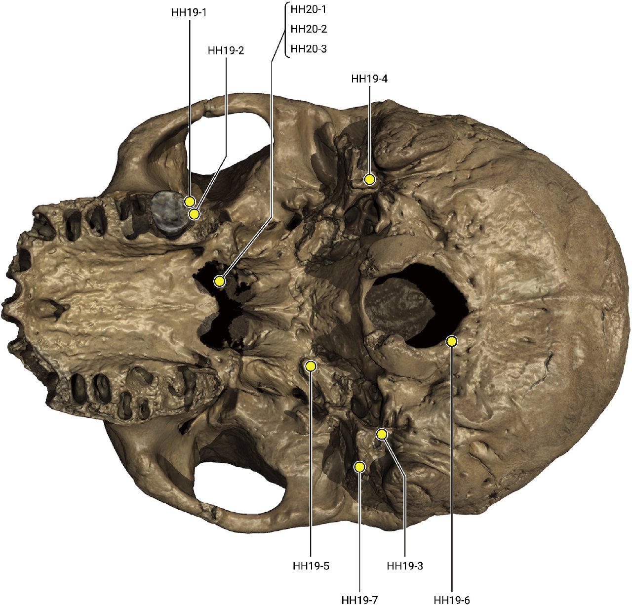 Bilim insanları, 146 bin yıl önce yaşamış bir kafatasının yeni bir insan türüne ait olabileceğini ileri sürdü