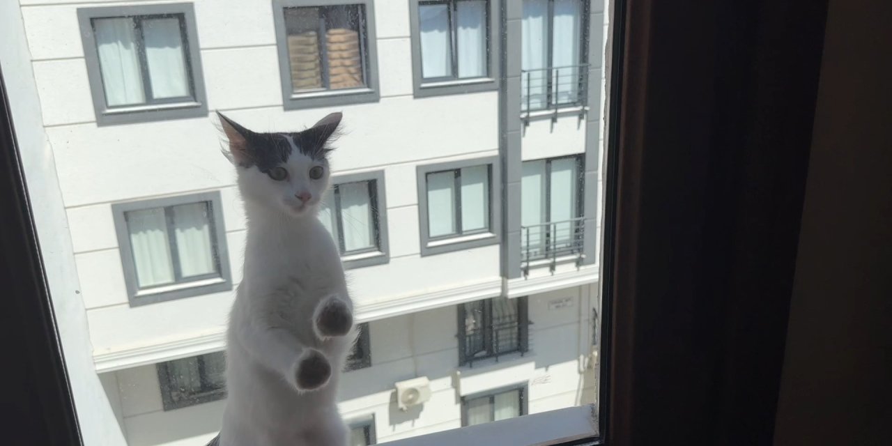 Şeker operasyonu...!