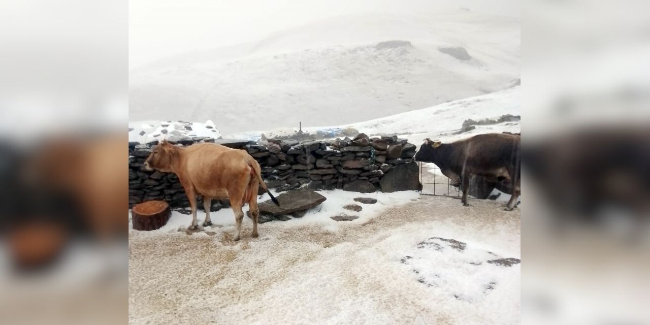 Kars’ın Tuygun köyü yaylası beyaza büründü