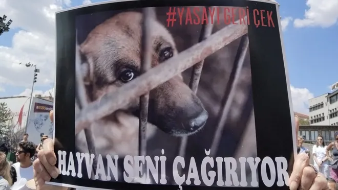 Kadıköy'de köpek ve kedileri zehirlediler