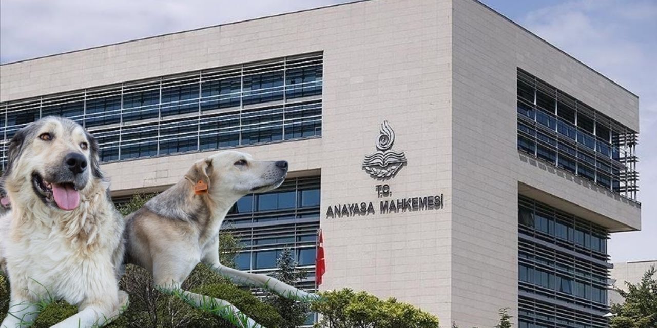 Sokak hayvanlarının öldürülmesini de öngören düzenleme AYM gündeminde