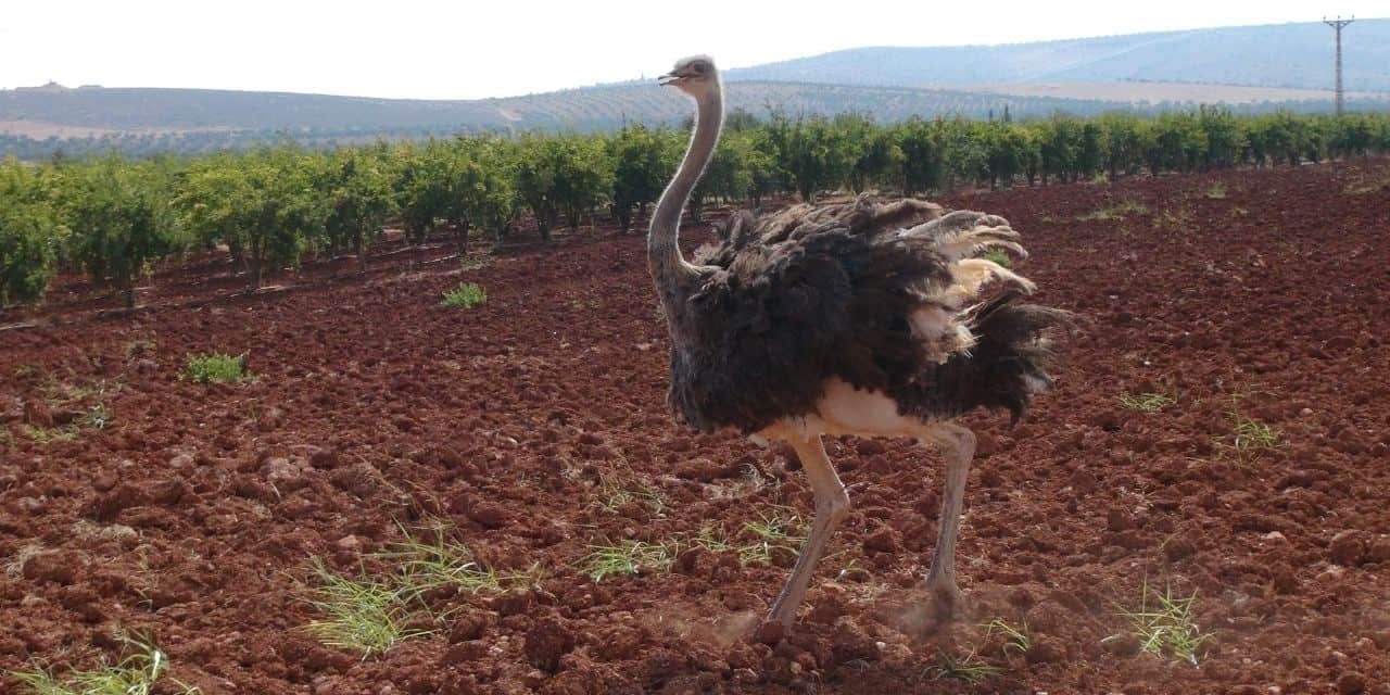 Kilis'te deve kuşu bulundu