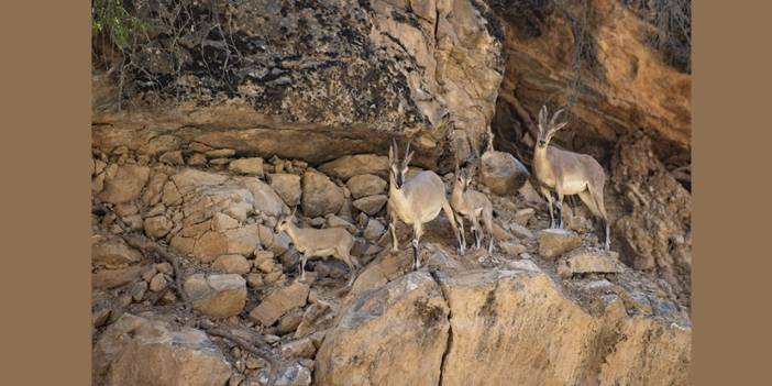 Milletvekili yakalandı: Koruma altındaki yaban keçisi avlıyordu