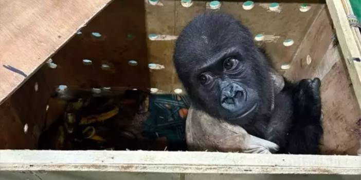 İstanbul Havalimanı'nda nesli risk altında olan goril yavrusu yakalandı