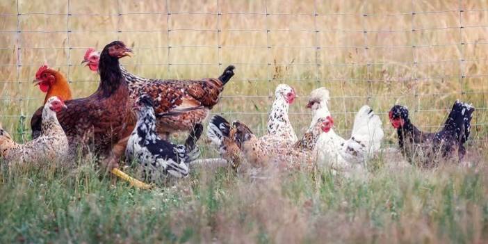 ABD'de kuş gribinden ilk insan ölümü