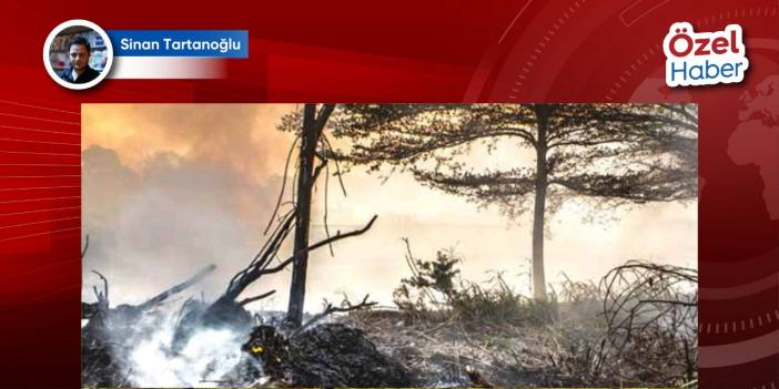 Türkiye'nin ormanları 2: Cumhurbaşkanı’nın bir imzası yangından 20 kat daha yakıcı