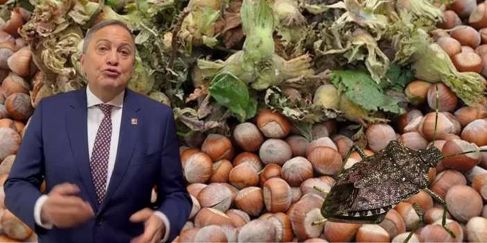 CHP'li Torun'dan kokarca uyarısı: 'Türkiye Yüzyılı'nda böcekle baş edemiyoruz