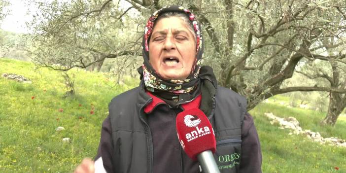 Tireliler ağaç kıyımına isyan ediyor: “Karnımız burada doyuyor"