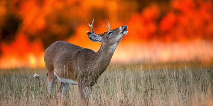 Orman yangınlarının yarısı ihmal, kasıt ve dikkatsizlikten meydana geldi