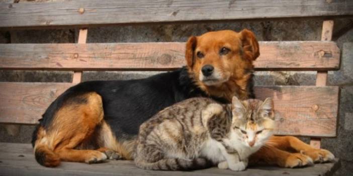 Muğla'da 'köpek' talimatı: 'Hukuksuz emir suçtur'
