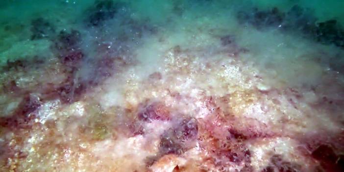 Marmara, müsilaj istilası altında